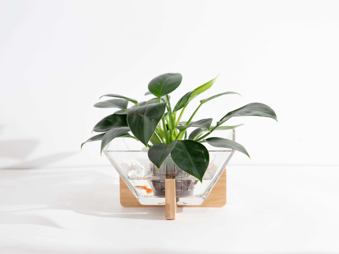 Gift Oasis Elegant Glass Serving Bowl with Wooden Lid